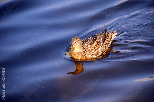 Gray duck on the river