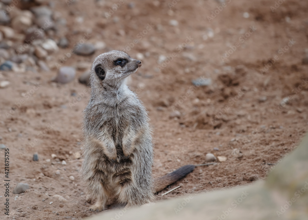 Fototapeta premium meerkat on guard duty on ground in day in zoo