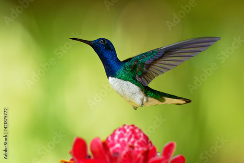 White-necked jacobin - Florisuga mellivora also great jacobin or collared hummingbird, Mexico, south to Peru, Bolivia and south Brazil, Tobago and Trinidad, flying and feedind bird