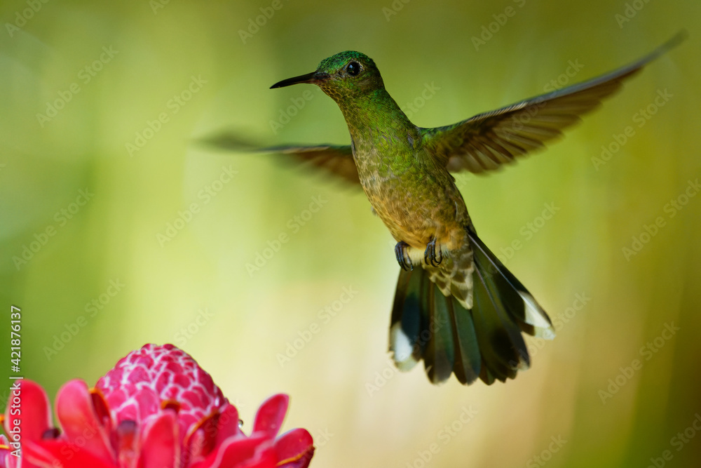 Fototapeta premium Scaly-breasted hummingbird - Phaeochroa cuvierii species of hummingbird in the family Trochilidae, green bird flying and feeding on the pink red blossom bloom flower