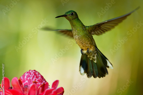 Scaly-breasted hummingbird - Phaeochroa cuvierii  species of hummingbird in the family Trochilidae,  green bird flying and feeding on the pink red blossom bloom flower © phototrip.cz