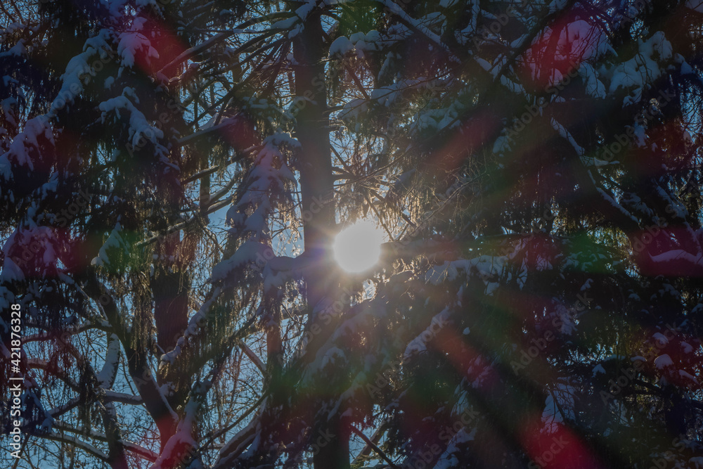 Obraz Promienie słońca w lesie iglastym