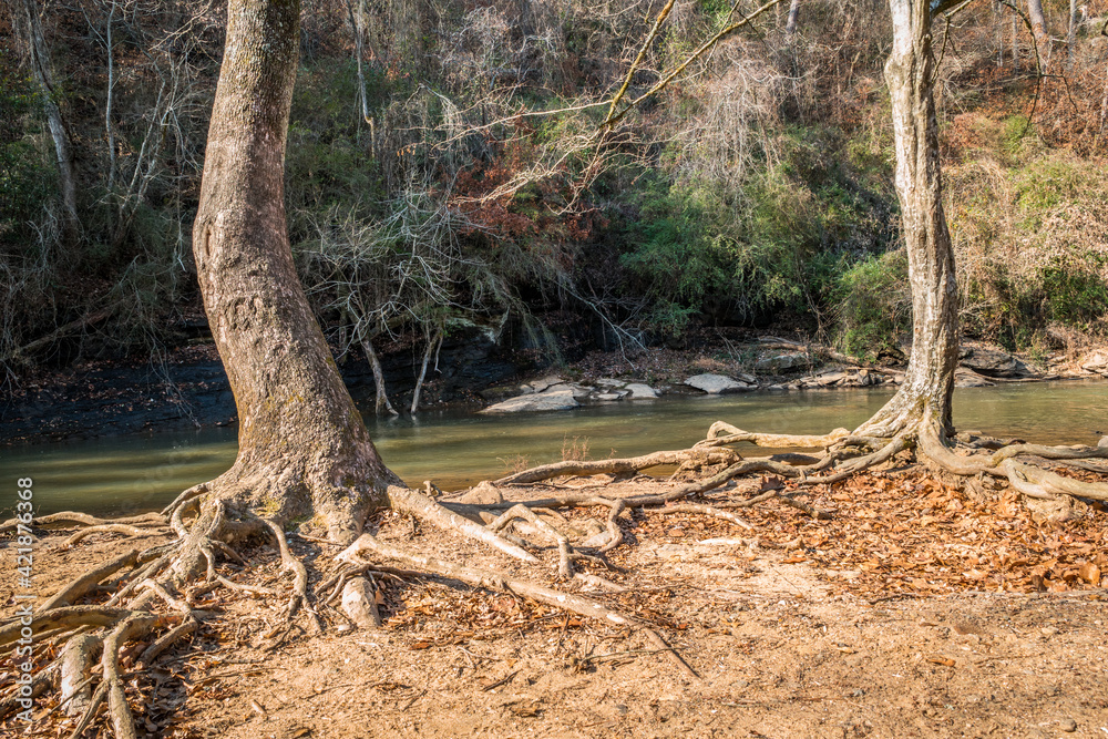 Bare trees exposed roots along the river