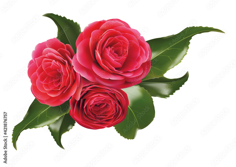 Naklejka premium camellia isolated on white realistic 3d vector illustration. Pink Japanese rose. Colourful evergreen shrub, bush, glossy leafs. Symbol of tea seed oil. Tea plant from Asia, India. Azalea. Bouquet part