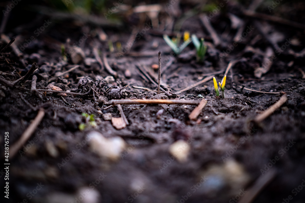 beautiful blooming snowdrops in spring
beautiful blooming snowdrops in spring
