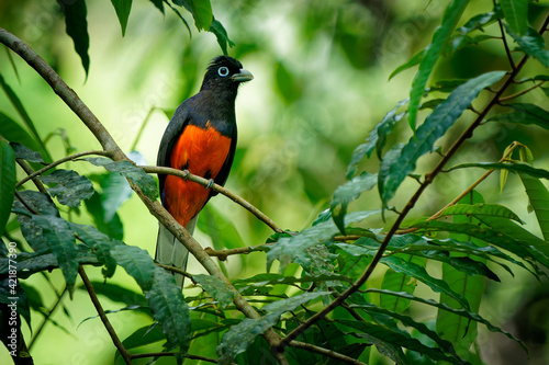 Baird s trogon - Trogon bairdii species of gray and red bird belonging to the family Trogonidae, tropical grey and red bird from tropical moist lowland forests of Costa Rica and Panama