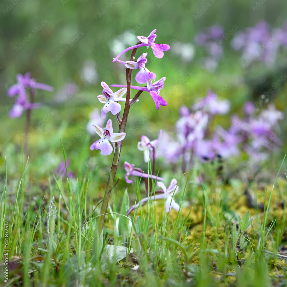 Pink wild orchids over green grass and moss background in a forest ...