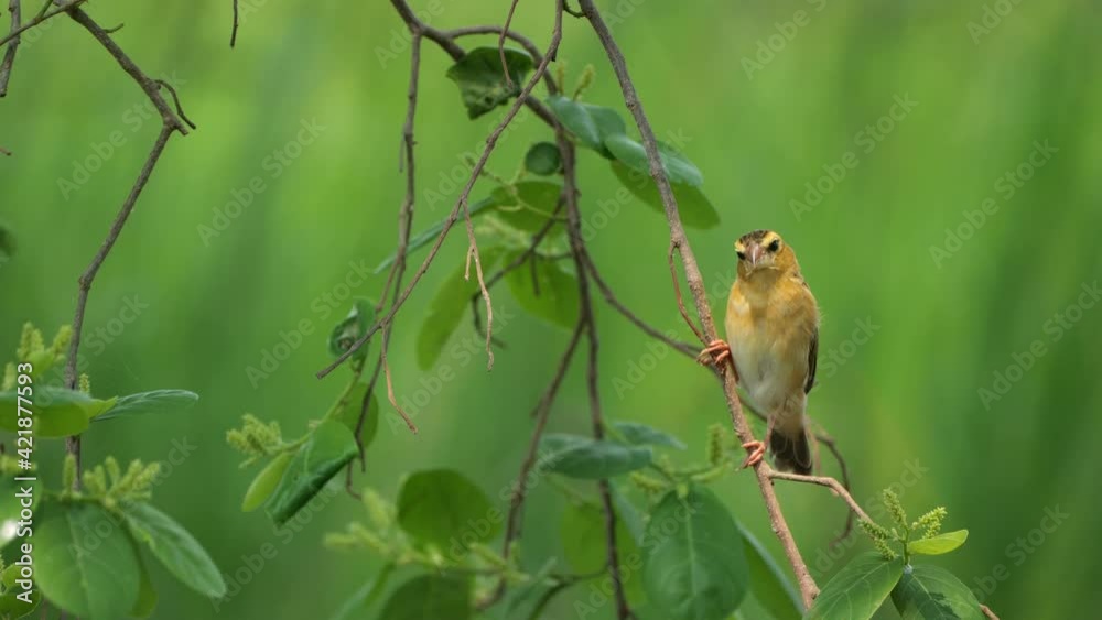 A bird perched on a branch