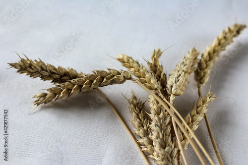 Wheat spikelets on white background. Ears of wheat