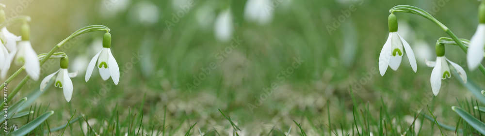 White fresh snowdrops flower ( Galanthus ) on green meadow in sunny garden . Easter spring background banner panorama White fresh snowdrops flower ( Galanthus ) on green meadow in sunny garden . Easter spring background banner panorama