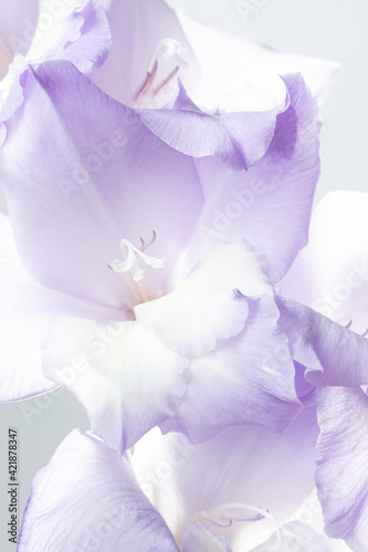 Delicate flower of gladiolus. Purple floral background