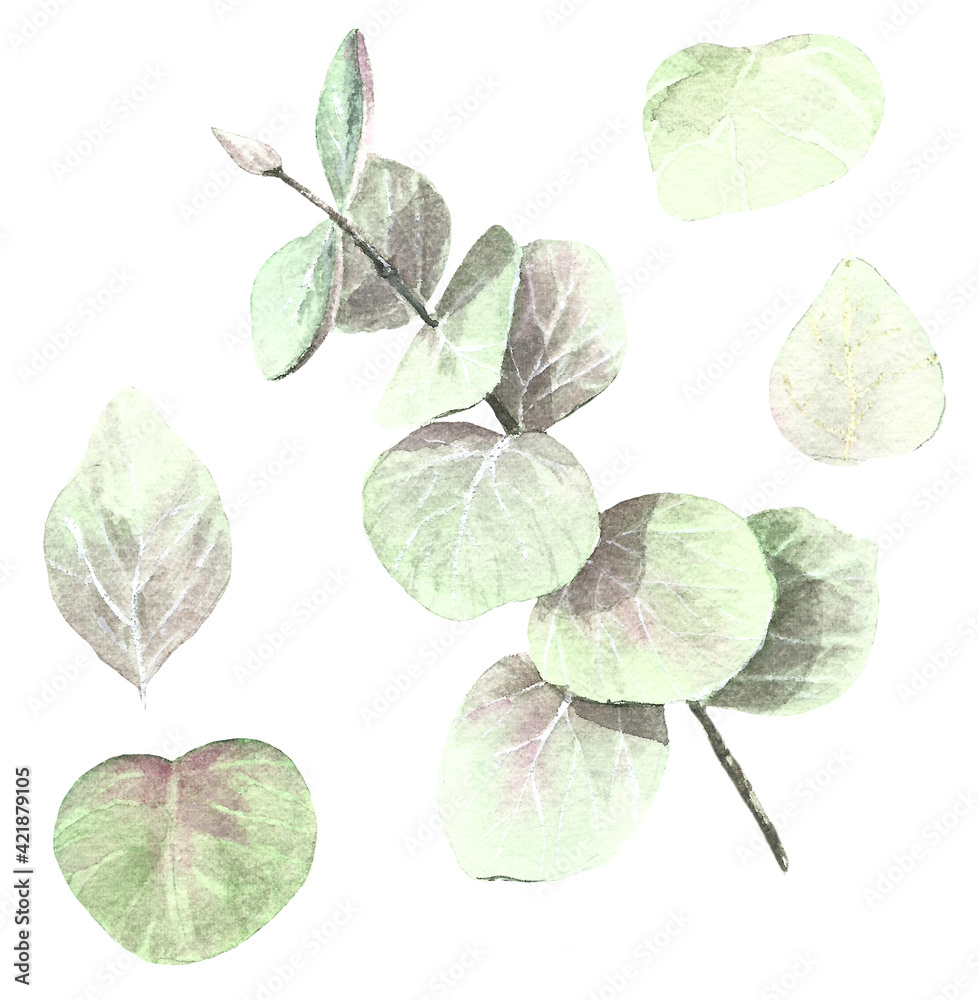 hand drawn watercolor leaves isolated on white hand drawn watercolor leaves isolated on white