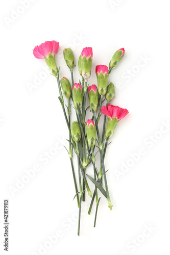 Mini carnations isolated on white background. Pink mini carnations with buds in early spring time. © vaitekune