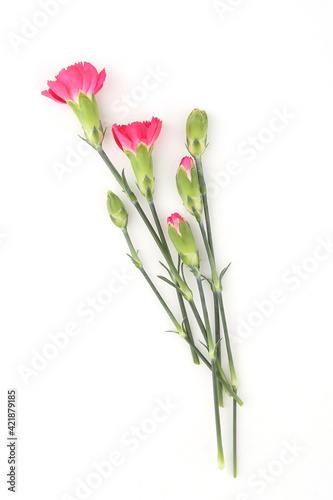 Mini carnations isolated on white background. Pink mini carnations with buds in early spring time.