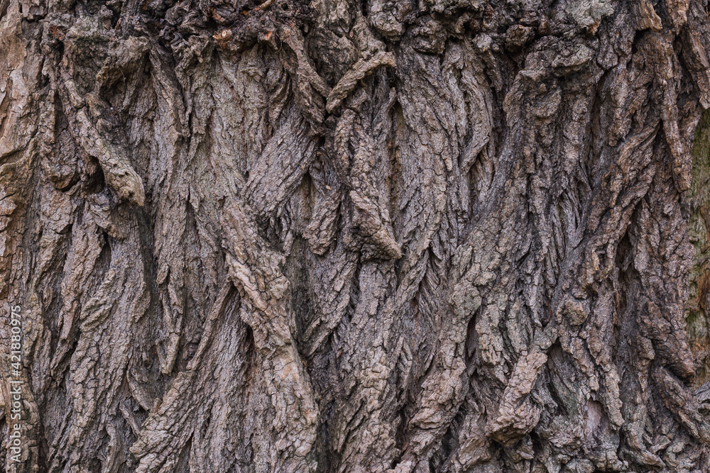 Tree bark embossed texture. Tree bark pattern background Tree bark embossed texture. Tree bark pattern background