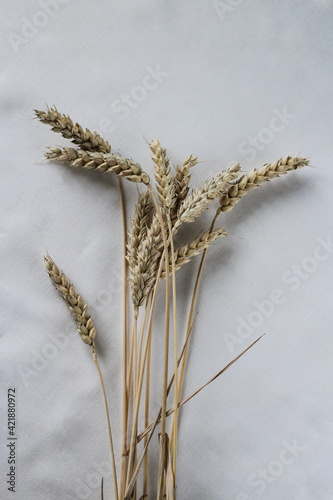 Wheat spikelets on white background. Closeup. Top view