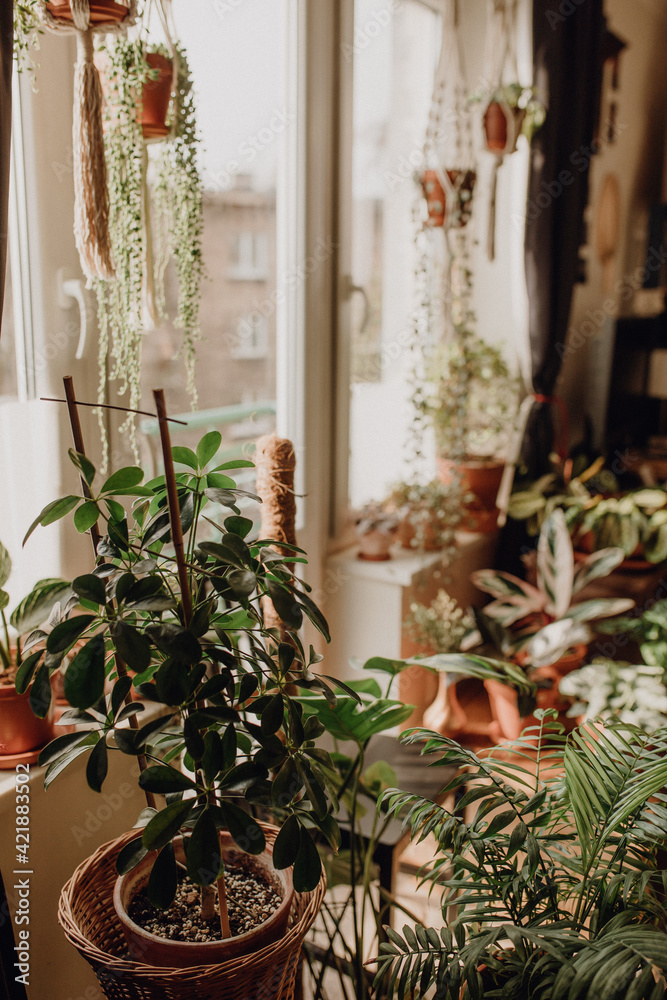 Collection of plants based in small millenials' rental flat: maranta, calathea, monstera, palm, ceropegia, epipremnum, philodendron, scindapsus, stromanthe
