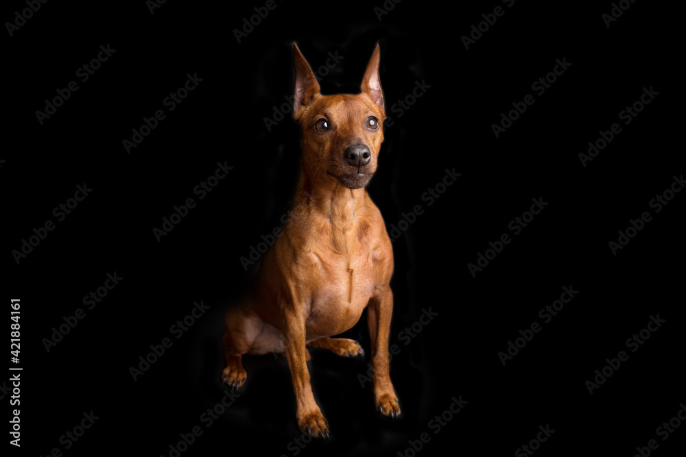 Brown miniature pinscher on a black background. The dwarf miniature pinscher looks attentively at its master. Cute dog with a very good pedigree. Brown miniature pinscher on a black background. The dwarf miniature pinscher looks attentively at its master. Cute dog with a very good pedigree.
