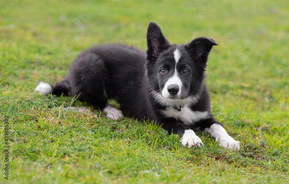Border collie puppy lying on the grass looking at camera