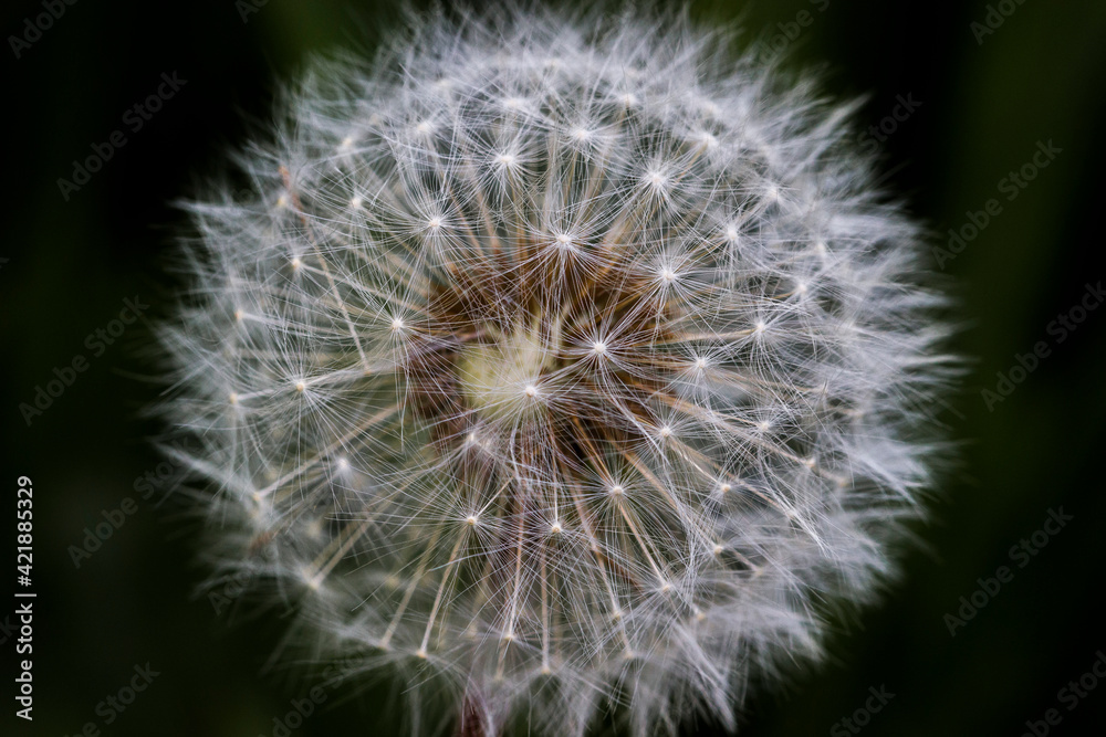 Macro Dandelion on Dark Background Macro Dandelion on Dark Background