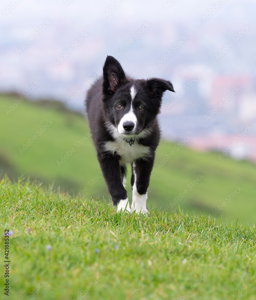 Border collie puppy looking at camera in the grass