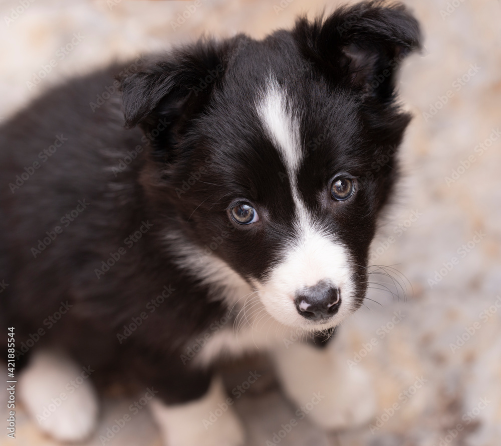 Portrait of border collie puppy staring at camera