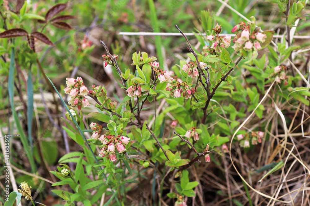 Closeup of wild blueberry blossoms in spring