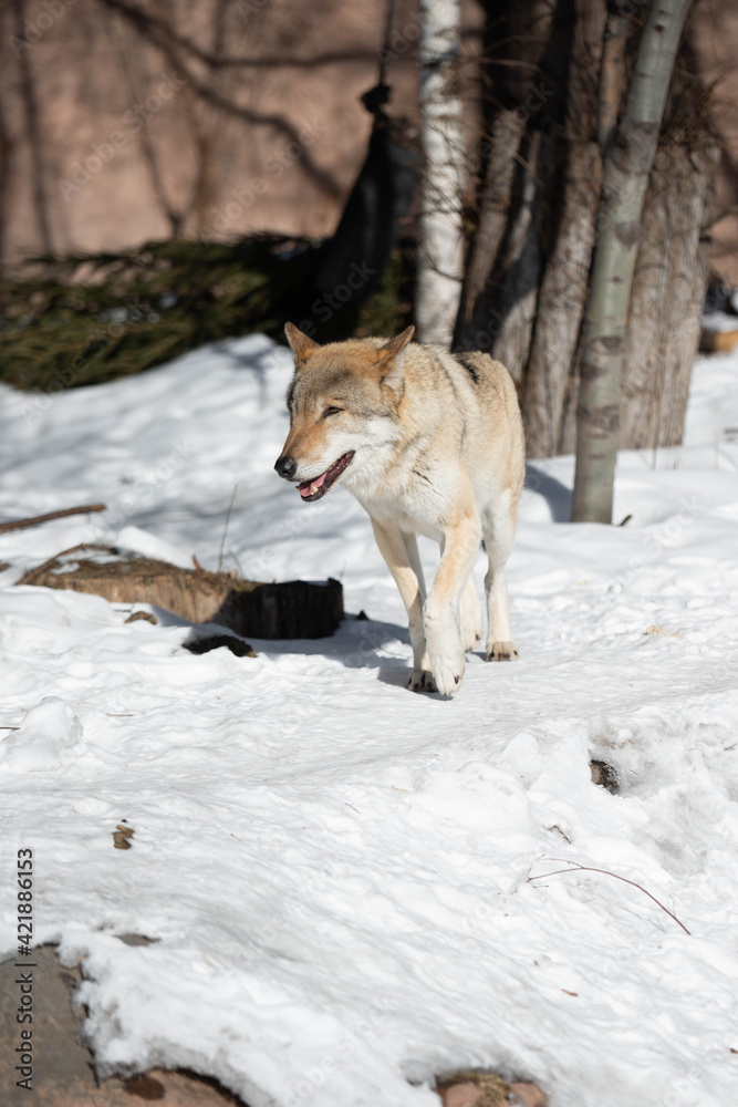 wolf male in the wild in winter wolf male in the wild in winter
