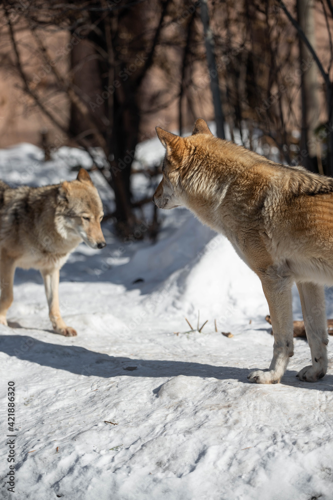 wolf and she-wolf wolf and she-wolf