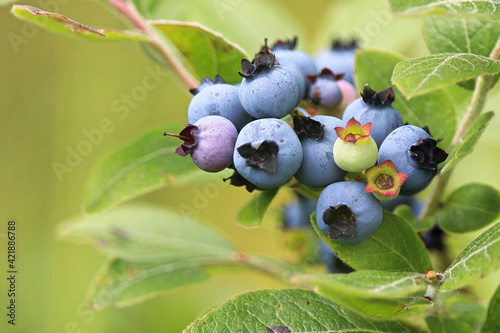 Macro of green wild blueberries growing in summer