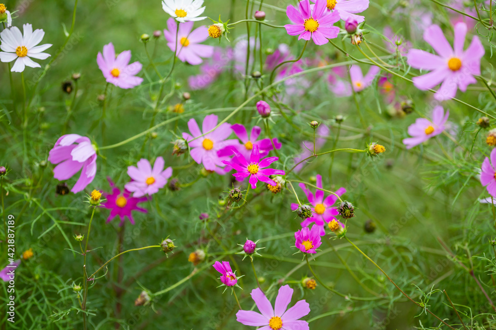 Pink Purple Flowers in a Meadow