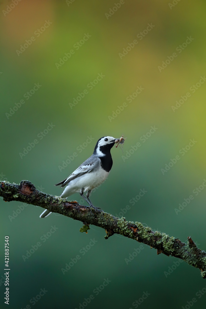 Fototapeta premium White wagtail holding insect in beak in summer nature