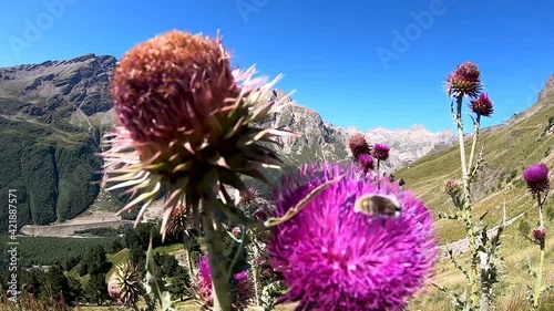 a bee collects pollen on a mountain flower