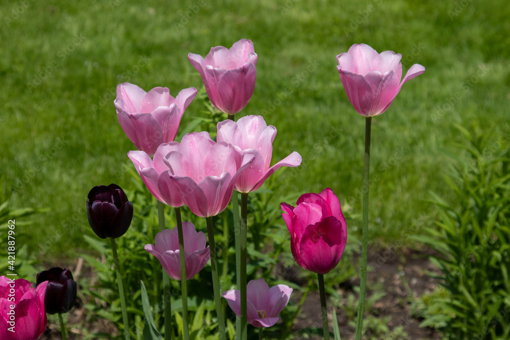 Obraz premium Beautiful pink and purple tulips in spring