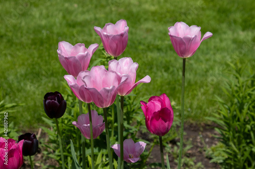 Beautiful pink and purple tulips in spring