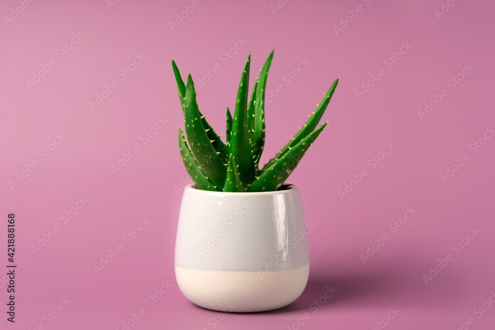 An aloe flower in a miniature pot on a beautiful pastel background. Minimalism and space for text
