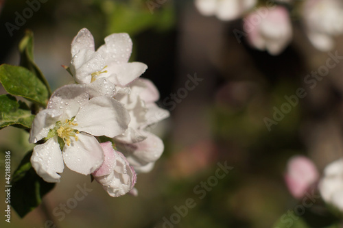 Pink flowers on apple tree with drops