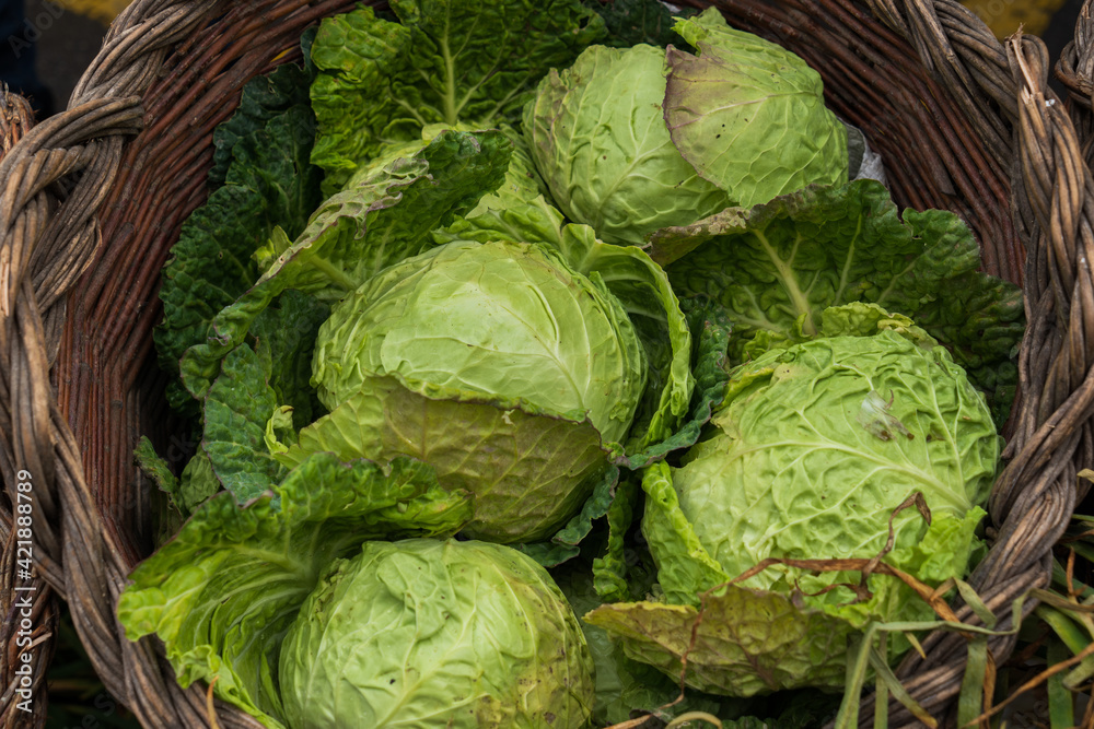 Fototapeta premium A lot of green cabbages in a basket