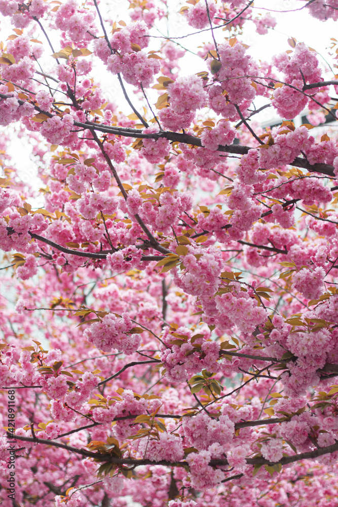 Beautiful blooming sakura branches in sunny light. Pink japanese cherry blossoms in spring park Beautiful blooming sakura branches in sunny light. Pink japanese cherry blossoms in spring park