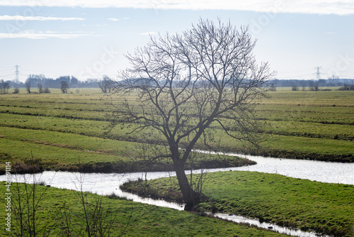 Lone tree in Dutch watery polder landscape