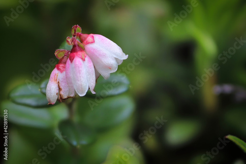 Delicate pink and cream flowers on lingonberry plants