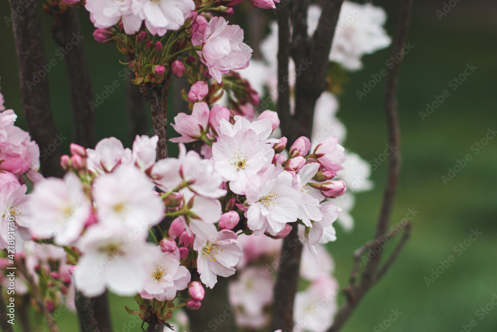 Pink sakura flowers close up on young fresh tree in spring park. Beautiful japanese cherry blossoms Pink sakura flowers close up on young fresh tree in spring park. Beautiful japanese cherry blossoms