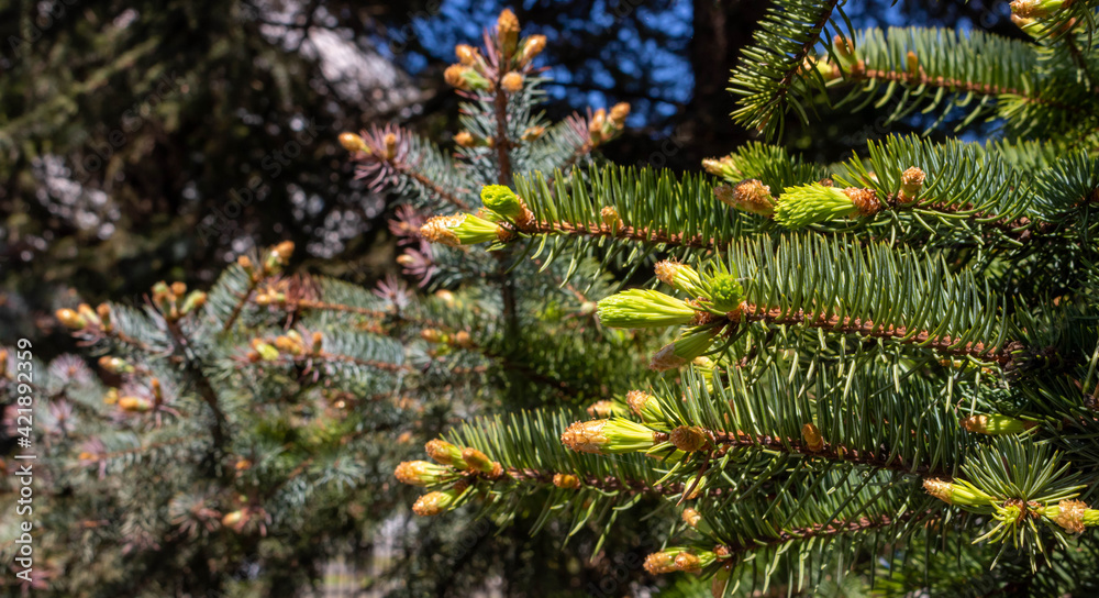 Young green shoots of spruce needles . Fresh-growing spruce shoots on a branch in the spring forest. Sprouts on a twig in the sunlight coniferous background Young green shoots of spruce needles . Fresh-growing spruce shoots on a branch in the spring forest. Sprouts on a twig in the sunlight coniferous background