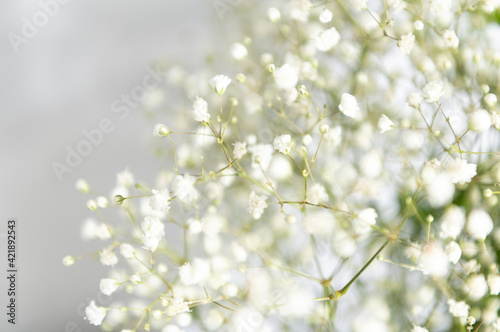 Baby's Breath Flowers on White Background © Anna Hoychuk