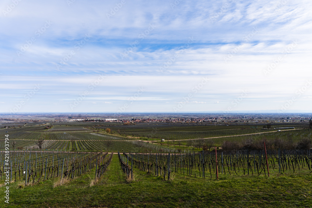 View over the vineyards in Pfalz, Germany.