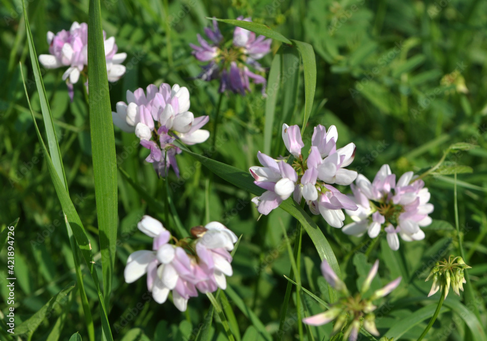 In nature, Securigera varia grows in herbs In nature, Securigera varia grows in herbs