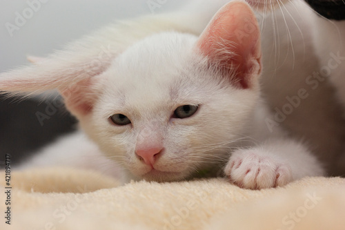 White kittens with blue eyes with white background