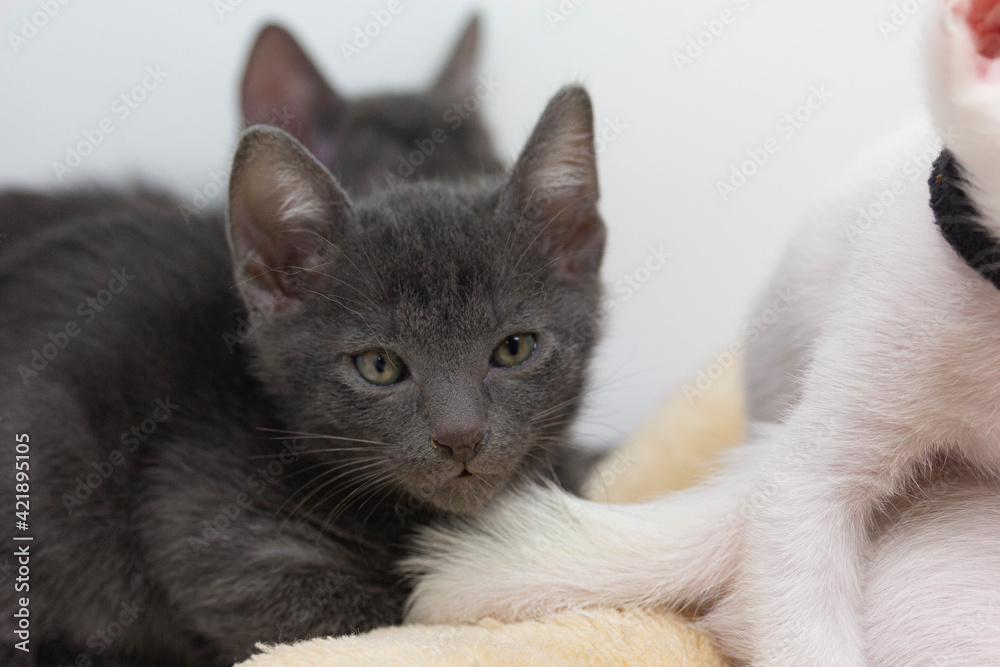 Fototapeta premium Gray kittens with white background