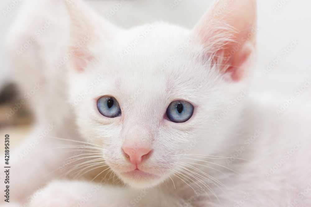 White kittens with blue eyes with white background