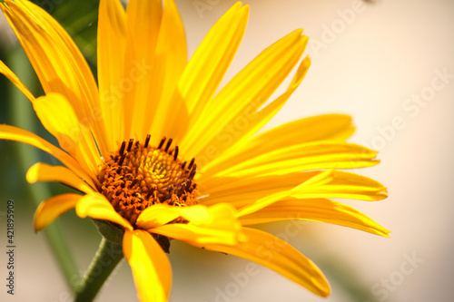 Yellow flower with petals on a blurred background  lovely postcard